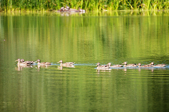 Duck line