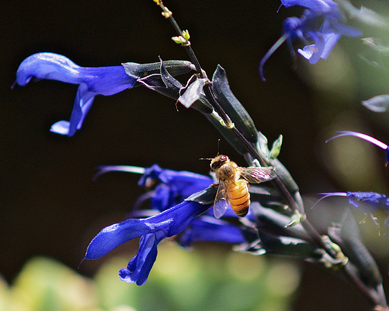 yellow, blue