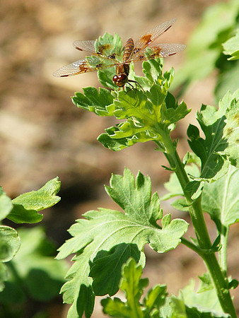 Dragonfly, Central Park Conservancy Garden