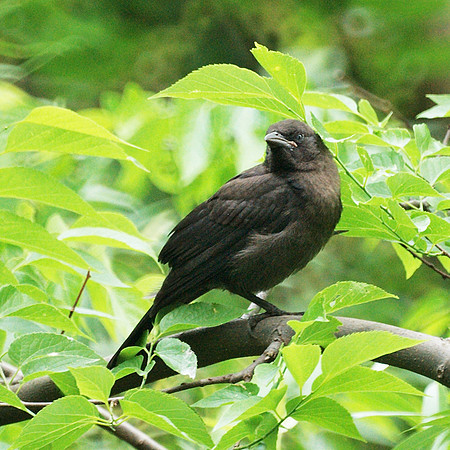 Baby grackle