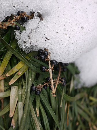 Liriope berries, Riverdale