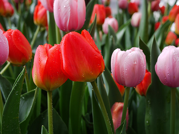 Street Tulips