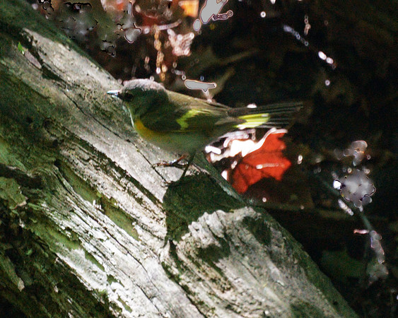 American Redstart (juvenile)