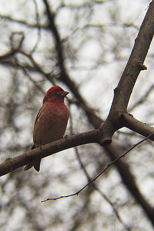 Purple Finch