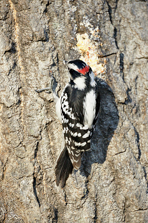 Downy Woodpecker, Central Park