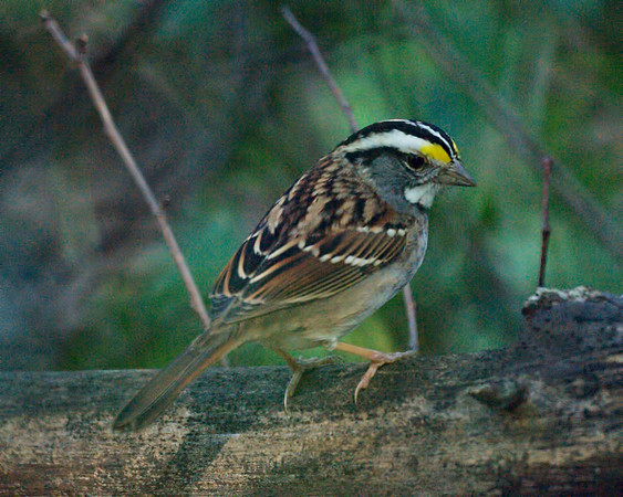 White-Throated Sparrow