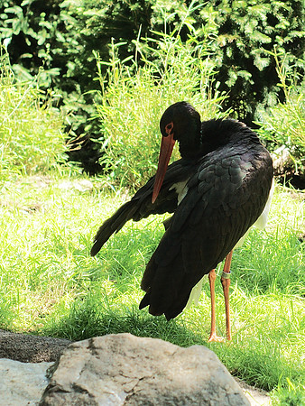 Black Stork