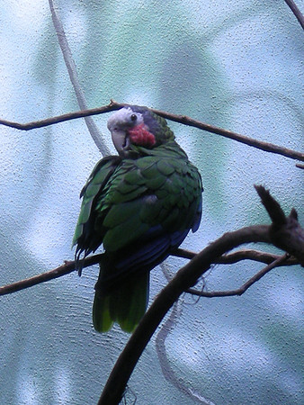 Parrot