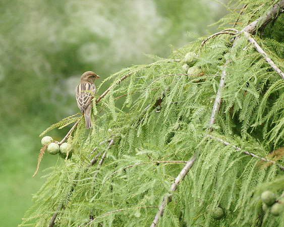 Sparrow in evergreen boughs, Central Park