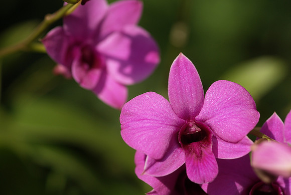 Dendrobium Karen