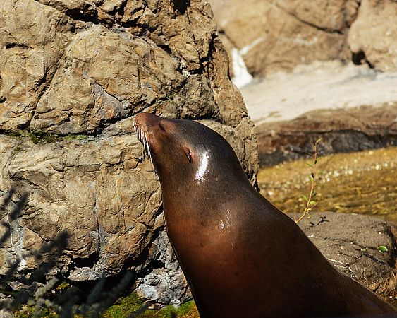 Sea Lion, looking slick