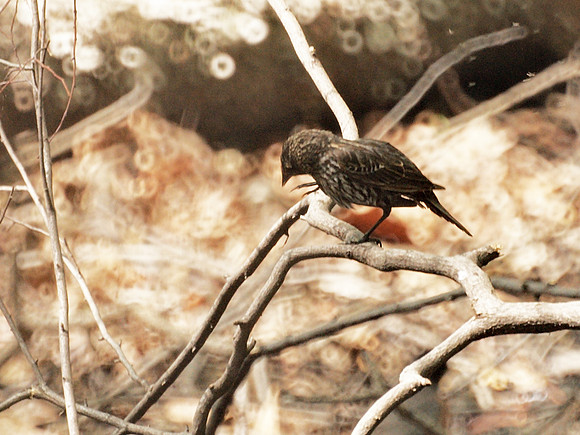Red-Winged Blackbird (female), Central Park