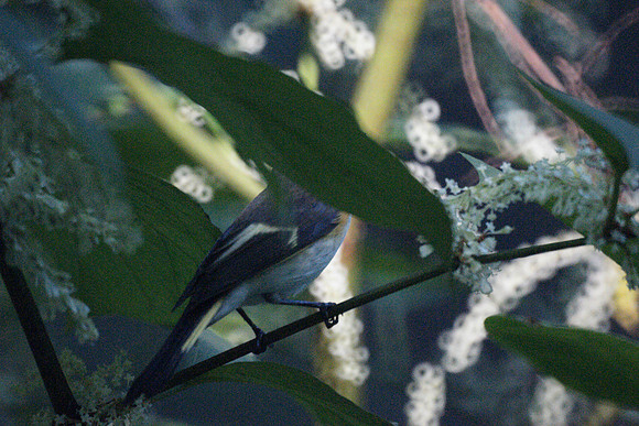 what is this bird? (2)