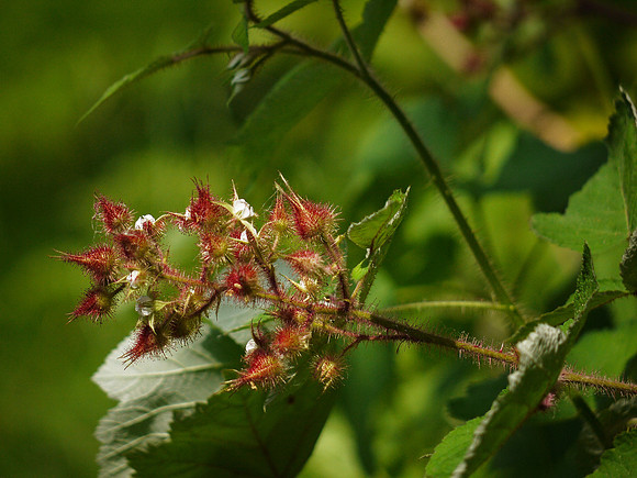 Wild raspberry