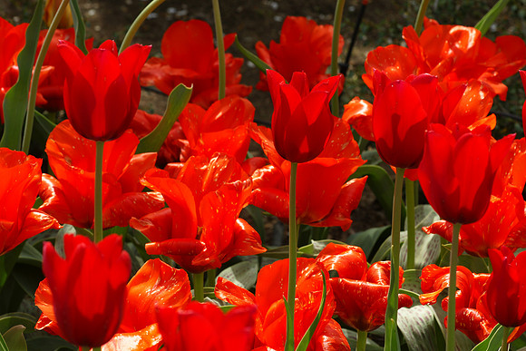 Tulips, Brooklyn Botanic Garden
