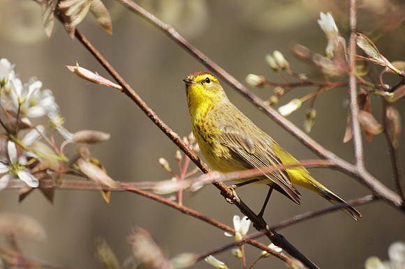 Palm Warbler, Central Park
