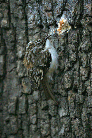 Brown Creeper, Central Park