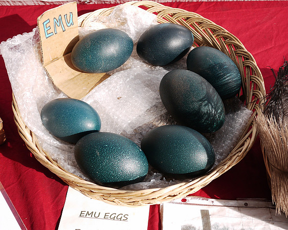 Emu eggs, Union Square Greenmarket