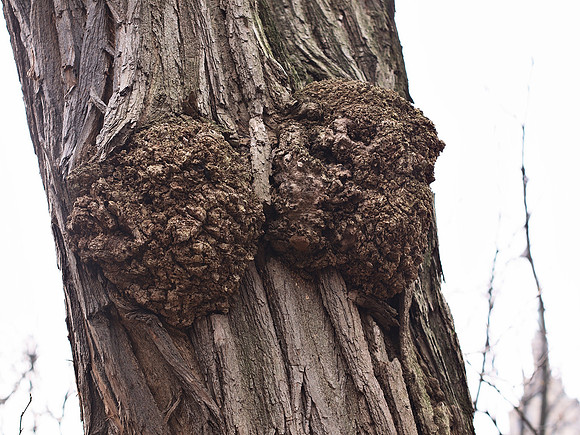 Tree burls, Central Park