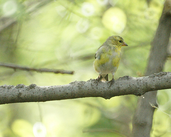 American Goldfinch, Central Park