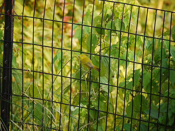 Yellow Warbler at Turtle Pond
