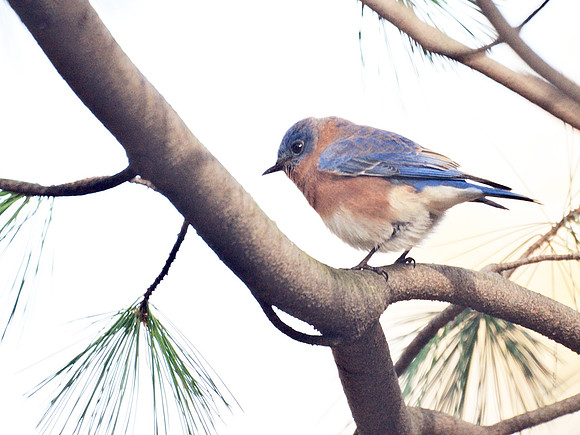 Eastern Bluebird, Central Park