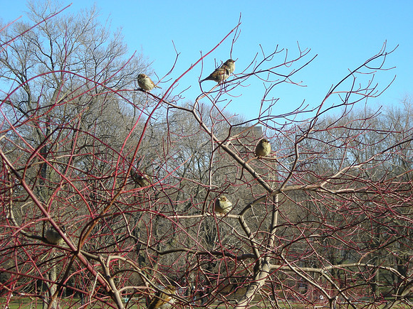 sparrows resting