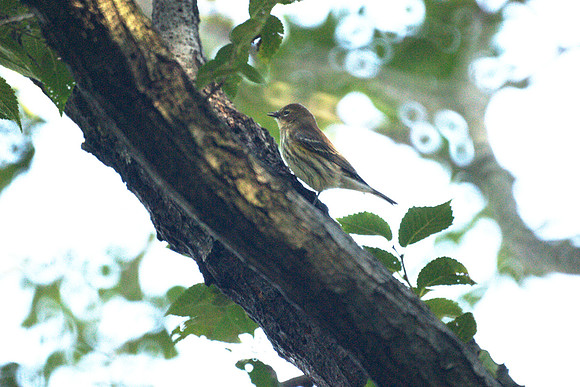 Yellow-Rumped Warbler, Central Park