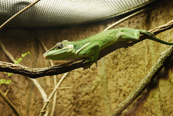 Lizard