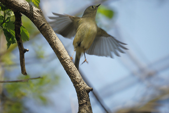 Kinglet rising