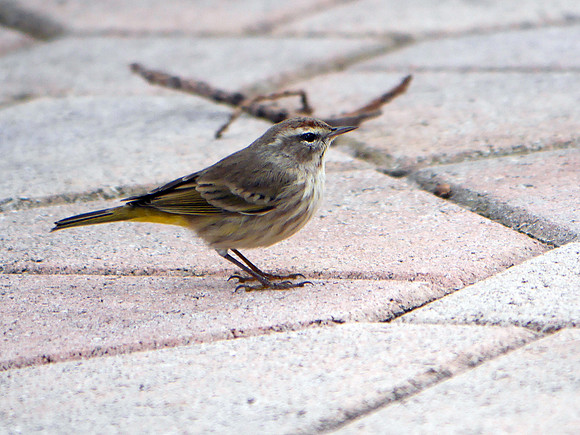 Palm Warbler, Butterfly World food court, Broward County FL