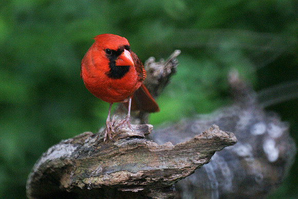 Cardinal, Central Park