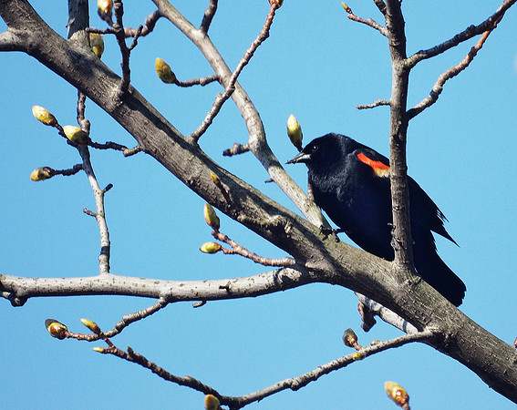 Red-Winged Blackbird