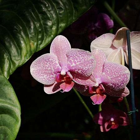 Phalaenopsis