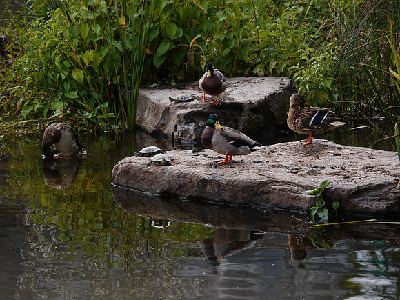 On Turtle Pond