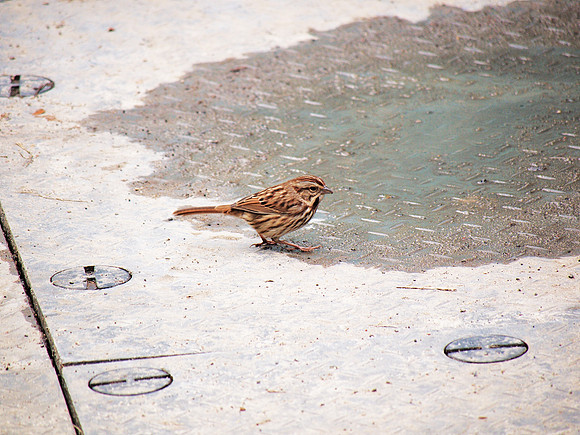 Song Sparrow, Bryant Park