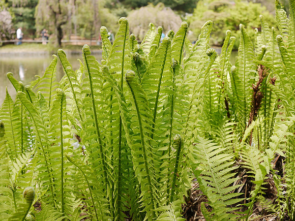 Royal Ferns, Brooklyn Botanic Garden