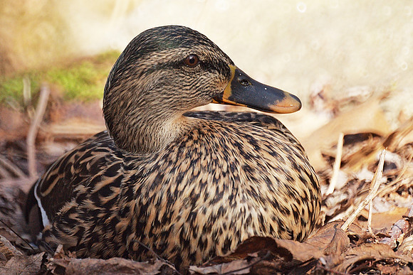 Madame Mallard