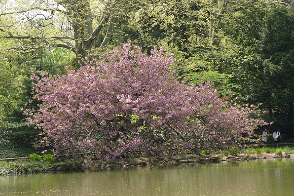 Cherry trees, Japanese Garden, Brooklyn Botanic Garden