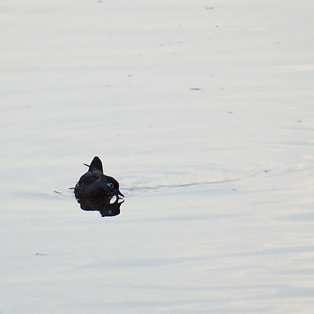 Wood Duck, Central Park Lake
