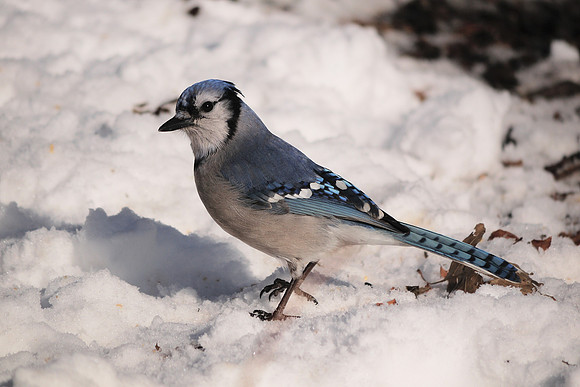 Bluejay in snow, Central Park
