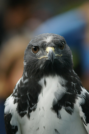 African Buzzard