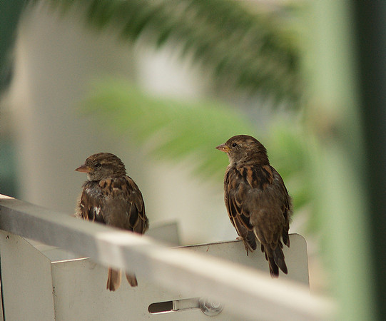 Fine-looking sparrows