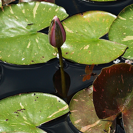 water lily, dragonfly