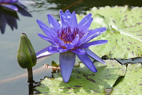 Water Lily, Brooklyn Botanic Garden
