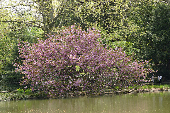 Cherry trees, Japanese Garden, Brooklyn Botanic Garden