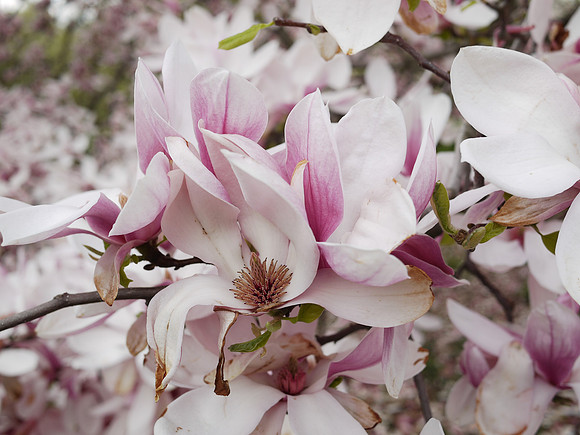 Magnolia blossoms, Central Park