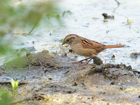 Swamp Sparrow, Central Park