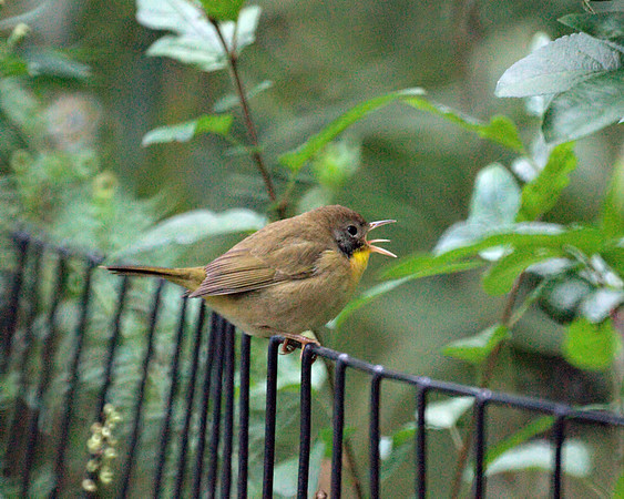 Common Yellowthroat, Central Park