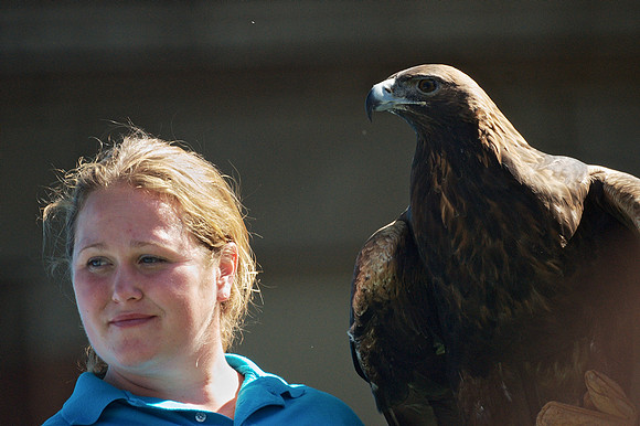 Golden Eagle and Handler